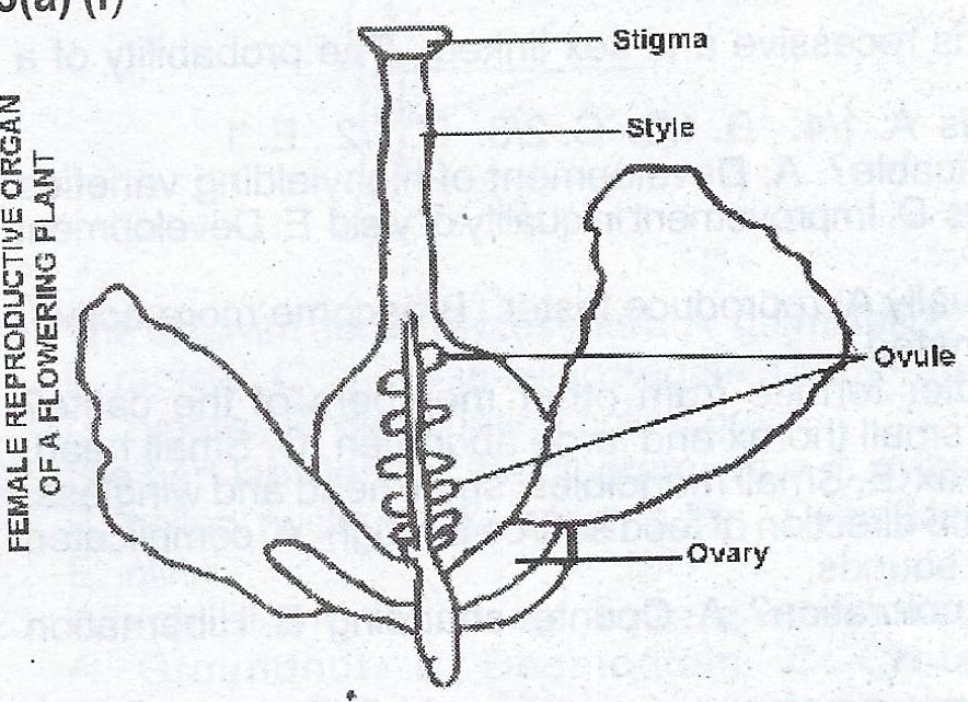 1997 Waec Biology Theory A Make A Labelled Diagram Of The Female